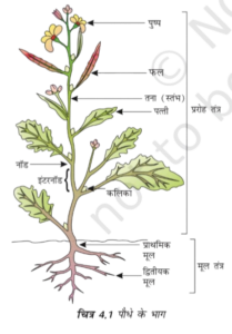 A labeled diagram of a plant showing its various parts such as flower, fruit, stem, leaves, nodes, internode, axillary bud, primary root, and secondary root.